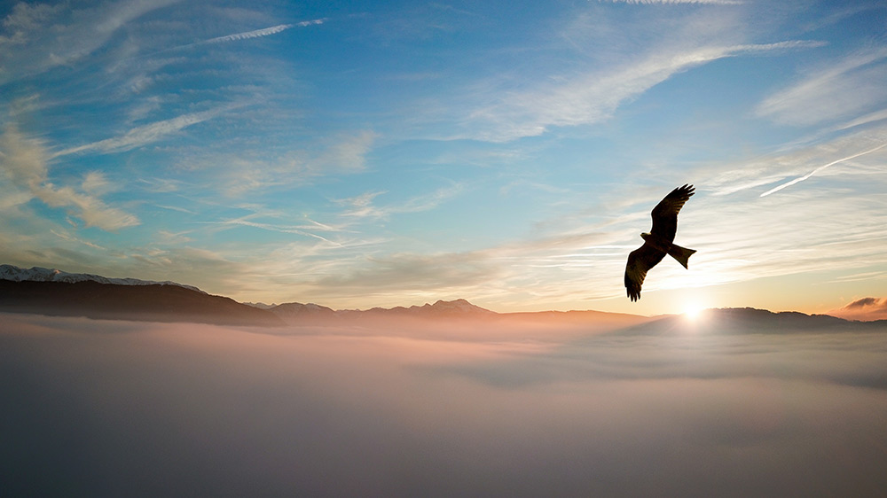 silhouette-of-bird-above-clouds