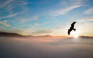 silhouette-of-bird-above-clouds